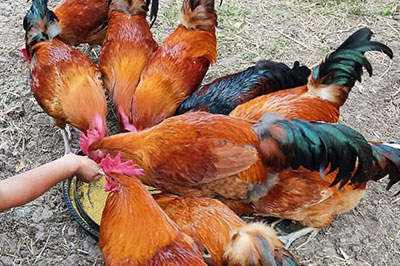 ayam-hidup ayam-hidup
