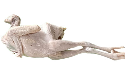 ayam-potong ayam-potong